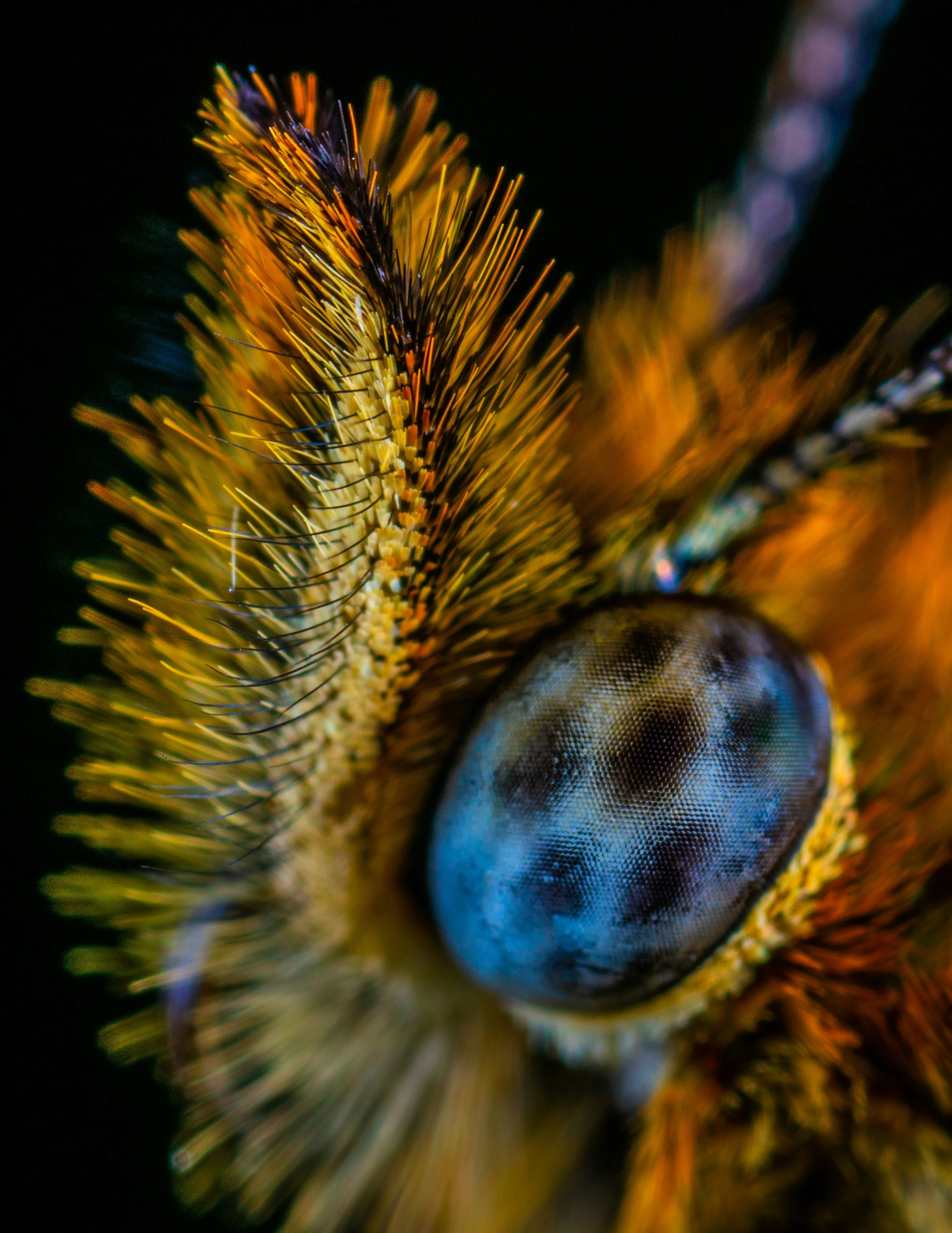 A blue compound insect eye framed by fine golden bristles in a detailed macro photograph.